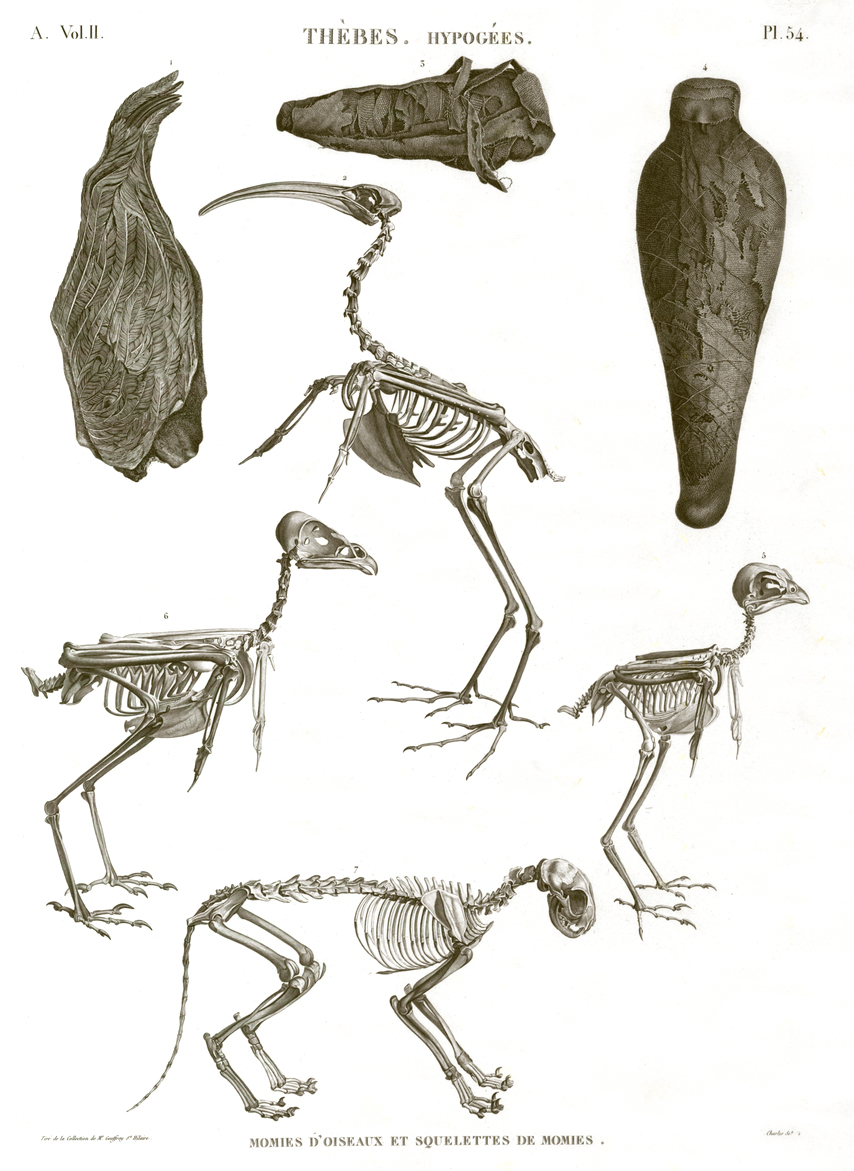 animals and birds mummies