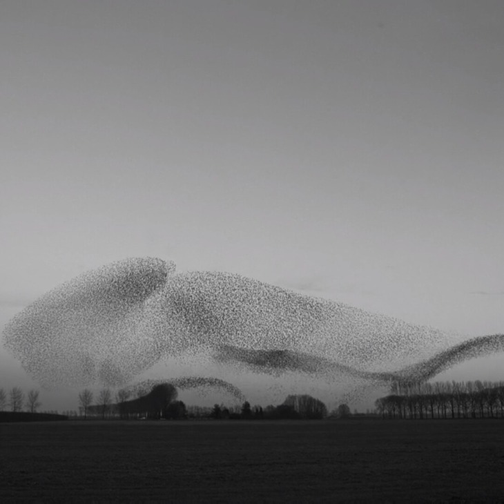 The art of flying murmurations