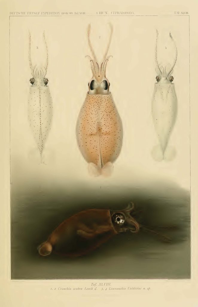 Valdivia Exploration Cephalopod Atlas Carl Chun