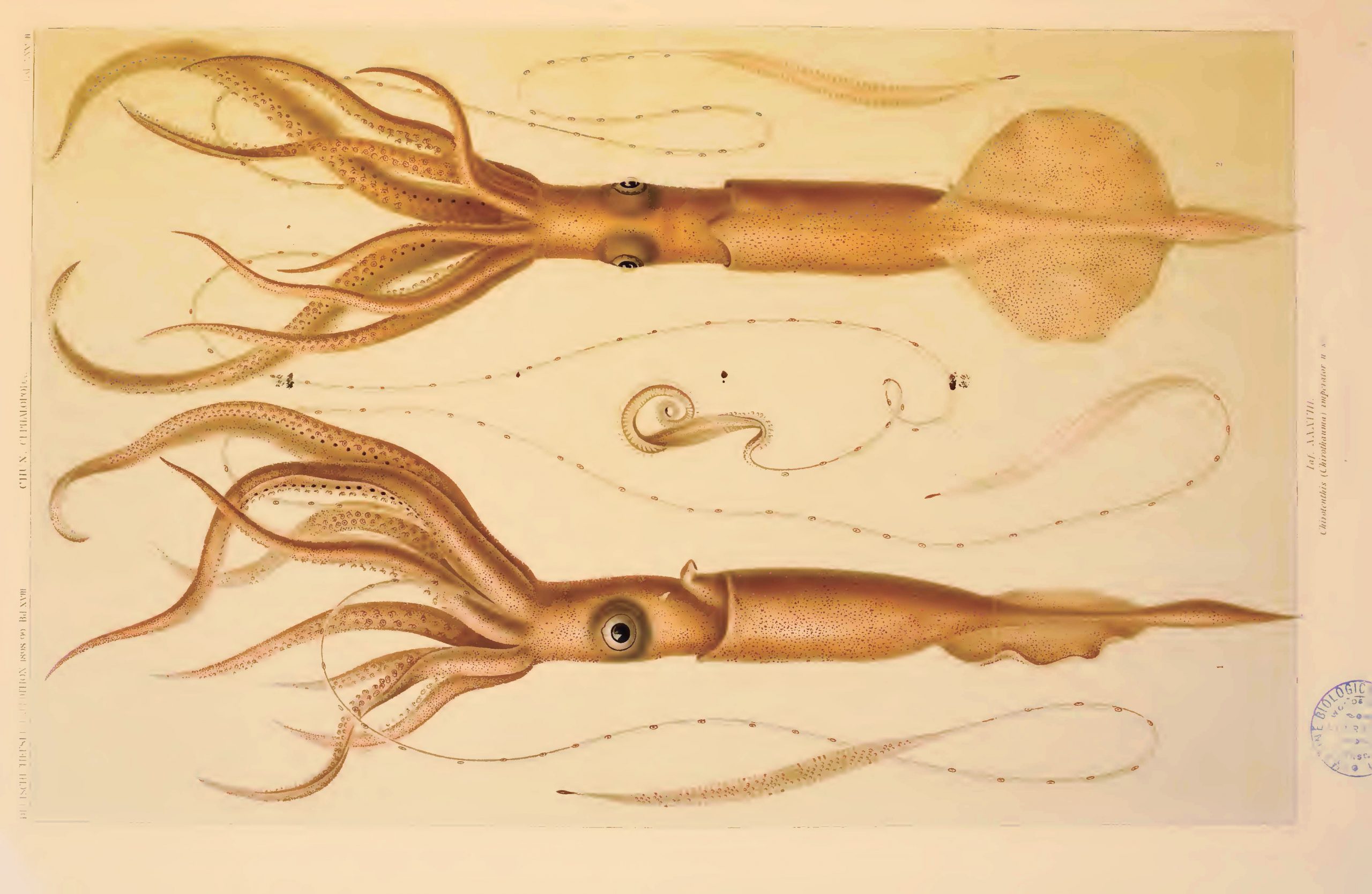 Valdivia Exploration Cephalopod Atlas Carl Chun