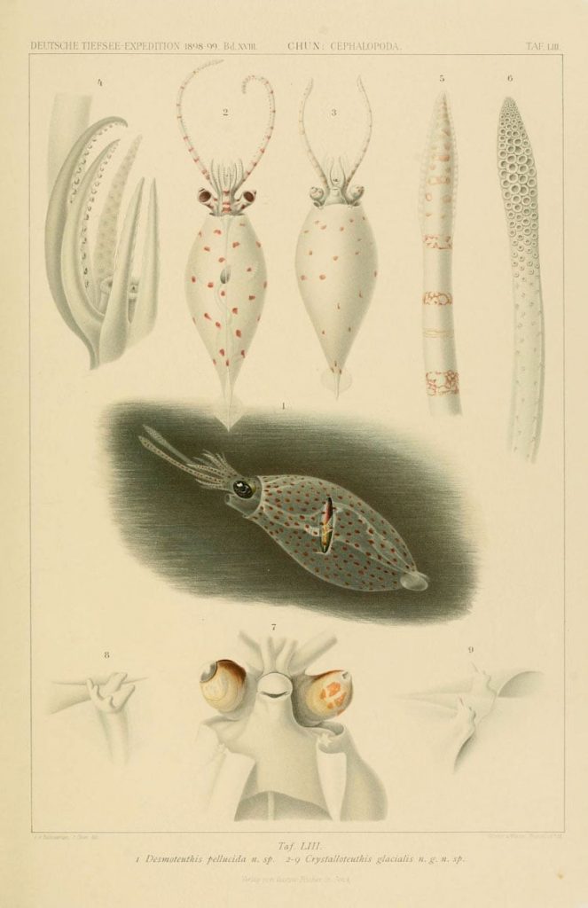 Valdivia Exploration Cephalopod Atlas Carl Chun