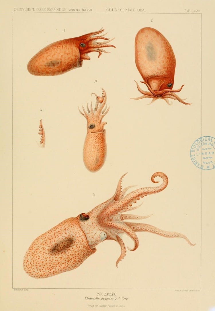 Valdivia Exploration Cephalopod Atlas Carl Chun
