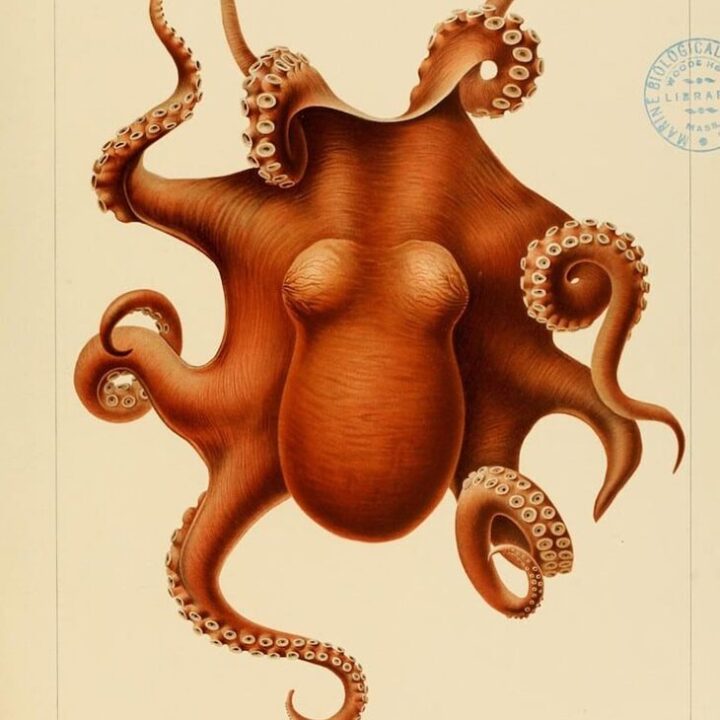 The Valdivia Expedition, Carl Chun’s diving into the deep sea