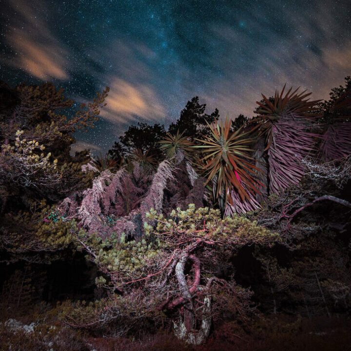 Under Tree Canopies with Linda Westin