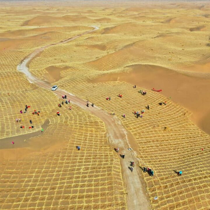 Reforestation of desert, Gansu, China