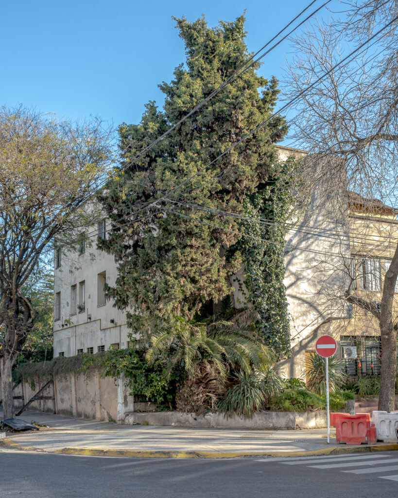 Trees Buenos Aires